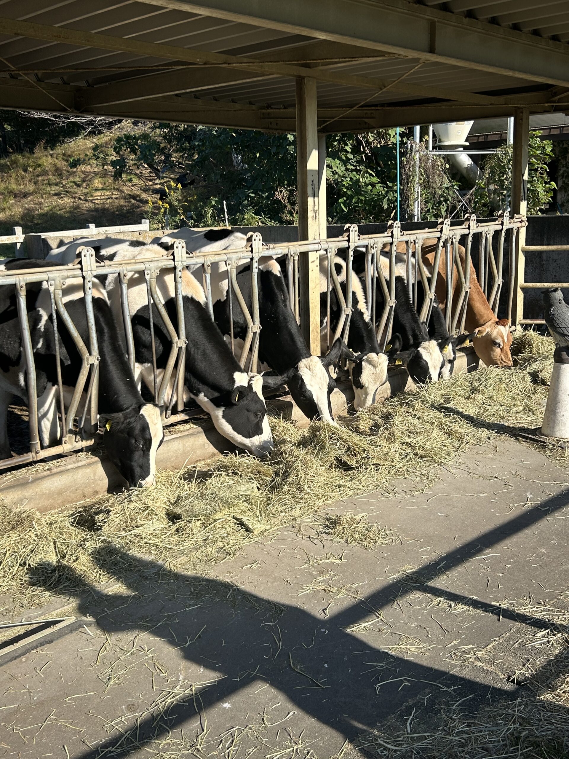 横浜市旭区ウレタン塗膜トップコート